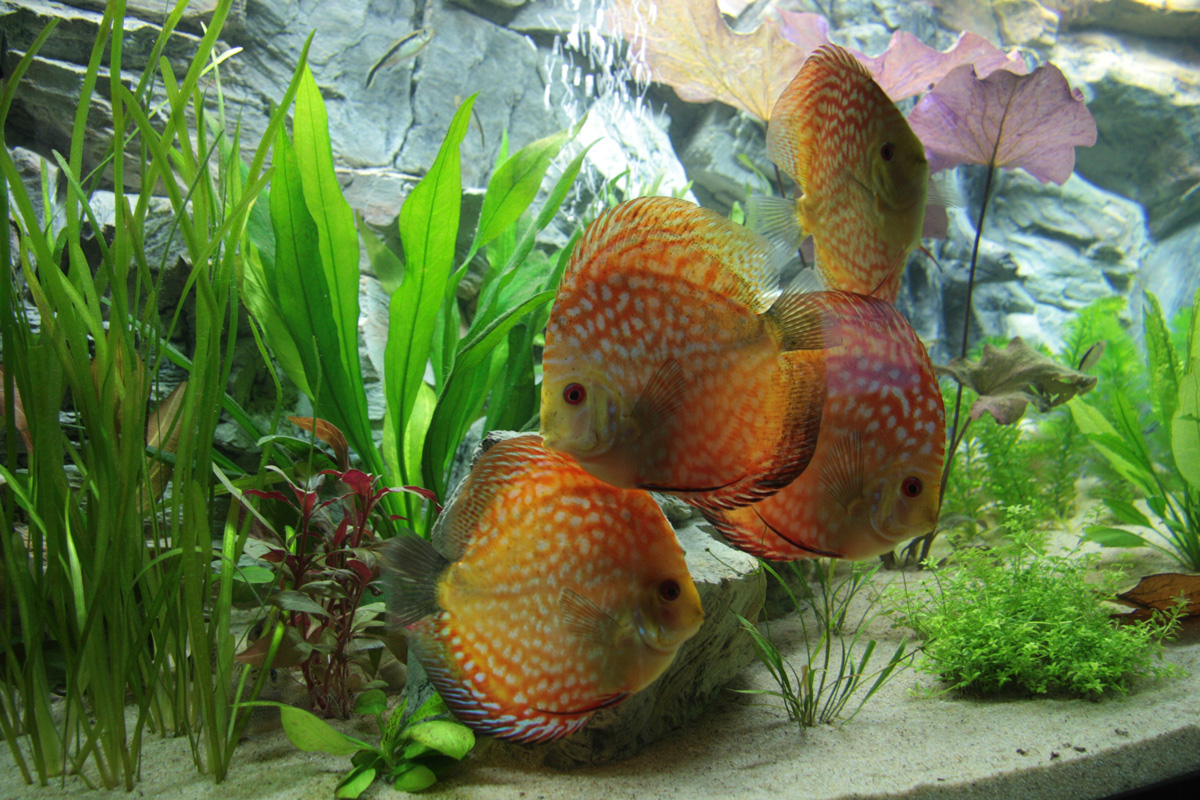 Aquariumplanten voor discus aquarium - DiscusZolder