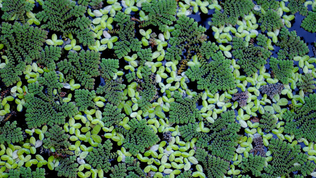 Azolla Pinnata en Lemna aequinoctialis Welw.