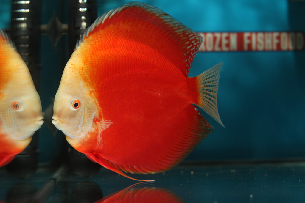 Ongedefinieerd: Dark Angels, Open x Albinos, Red Valentines, Red Whites, White Leopard, Yellow White.