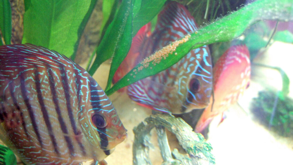 Ongehinderd door enige kennis begon ons discusvissenavontuur in een gezelschapsaquarium met verschillende (bij)vissen. Wij hadden het geluk dat het gelegenheidskoppel uit dezelfde kleurschakering bestond. Dat onze discusvissen een groeiachterstand hadden was ons nog niet opgevallen!