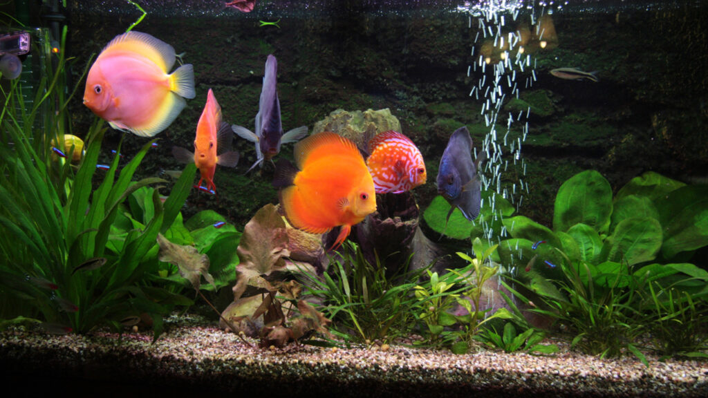 Mijn omgebouwde gezelschapsaquarium (Juwel Rio 180) met externe potfilter had het in het begin als discusaquarium erg moeilijk. De te kleine potfilter kon de vervuiling slecht verwerken met als gevolg dat er een onbalans van de waterwaarden ontstond. Een tweede potfilter en een onderhoudsvriendelijke aquariumbodem van filterzand moest het onderhoudsschema vereenvoudigen. Uiteindelijk heb ik de waterwaarden onder controle gekregen met drie waterverversingen van 20 à 30%. per week. De aquariumplanten heb ik algenvrij gekregen, maar de achterwand was ondertussen een echte uitdaging geworden.