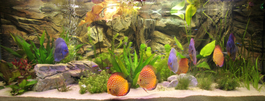 Van je fouten kan je leren! Mijn Juwel Vision 450 als discusaquarium heeft twee externe potfilters gekregen omdat het interne filtersysteem niet toereikend zou zijn voor een acceptabel onderhoudsschema. Een groot potfilter was wenselijk geweest, maar deze paste niet in het aquariummeubel.