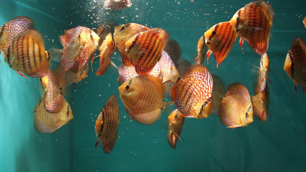 Artemia is een gezonde voeding die geschikt is voor zowel grote en kleine zoetwatervissen. Het bevat proteïne, caroteen en bevordert de natuurlijke spijsvertering in de darmen. De kleine maat, goede smaak en de gemakkelijke bereikbaarheid voor de vissen maakt hen tot een ideale prooi voor de meeste vissen van gemiddelde grootte.