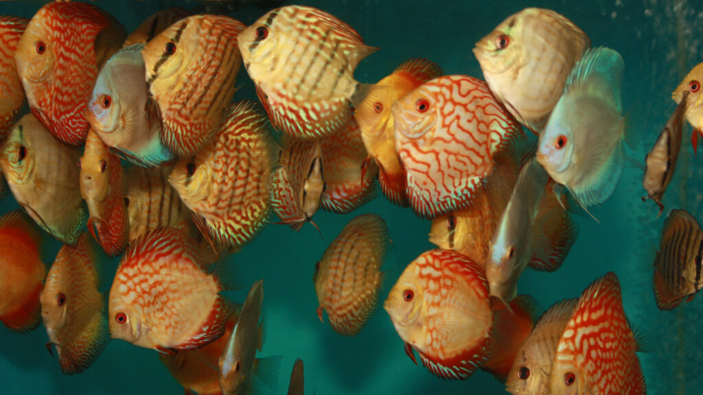 120 discusvissen leven in harmonie in een aquarium van 380 liter.