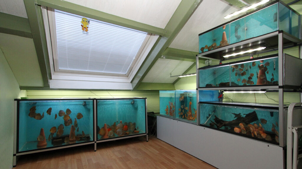 Als je de groep te klein maakt dan vallen alle voordelen weg met het gevolg dat er stress kan ontstaan in het aquarium!