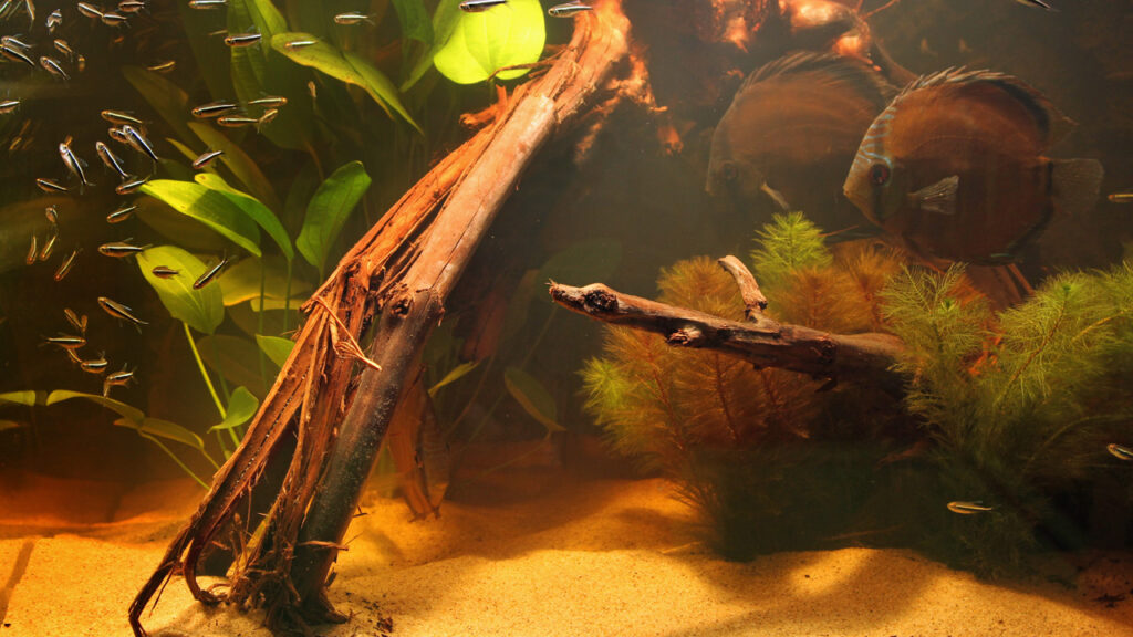 Een black water discusaquarium met een schooltje zwarte neon tetra’s maakt het geheel af.